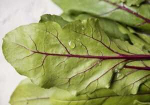 La blette : un légume aux ressources insoupçonnées